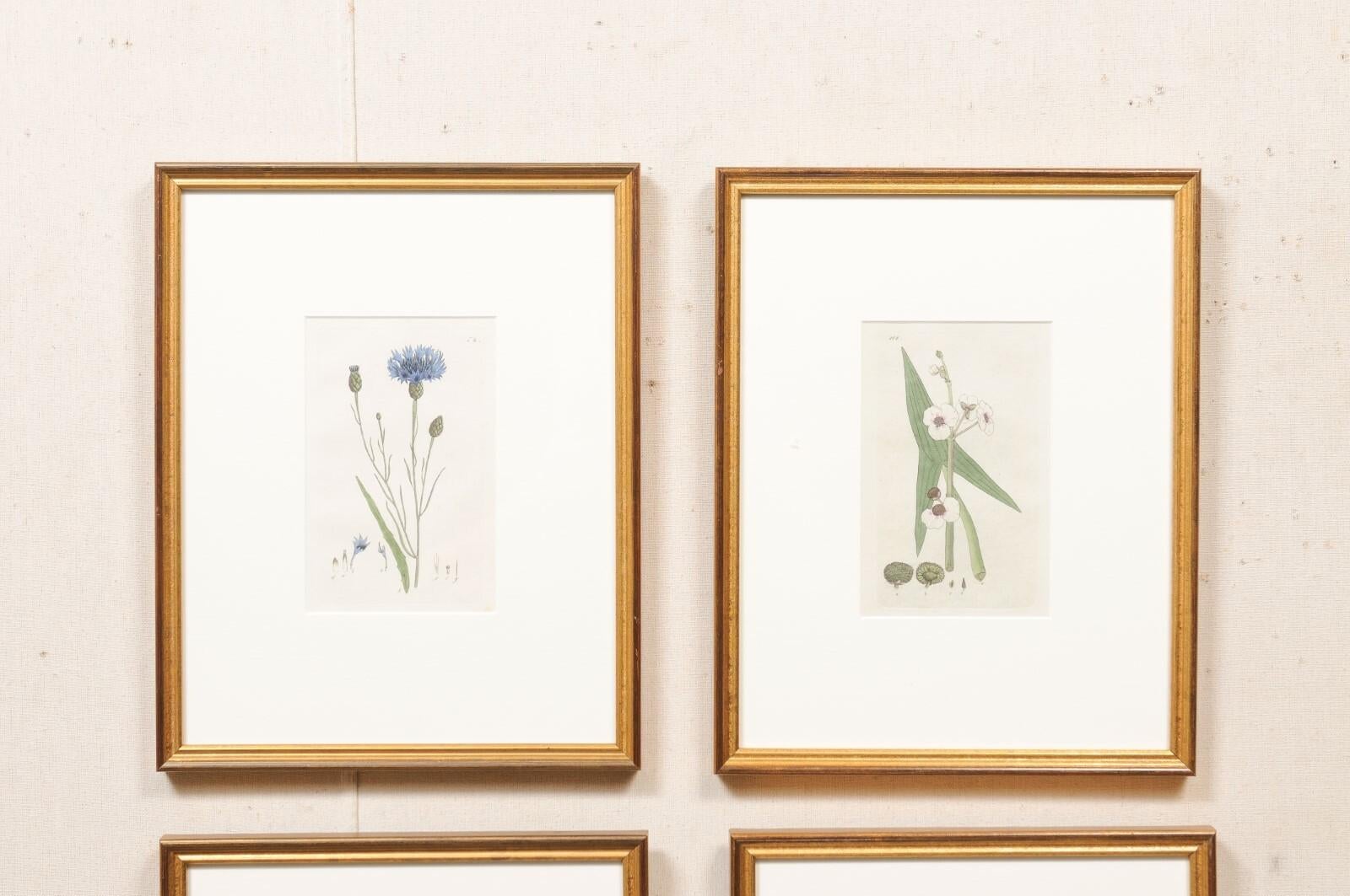 18th Century and Earlier Framed 18th C. Swedish Botanical Engravings, Set of 4 For Sale