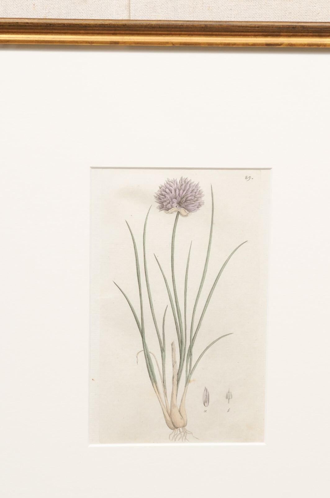 Glass Framed 18th C. Swedish Botanical Engravings, Set of 4 For Sale