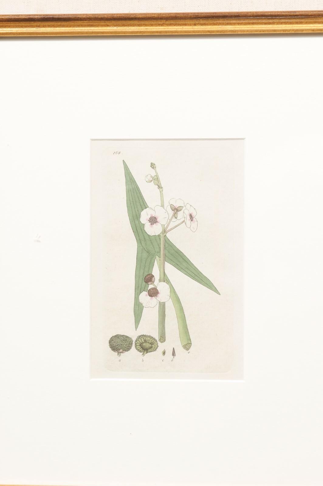 Framed 18th C. Swedish Botanical Engravings, Set of 4 For Sale 1