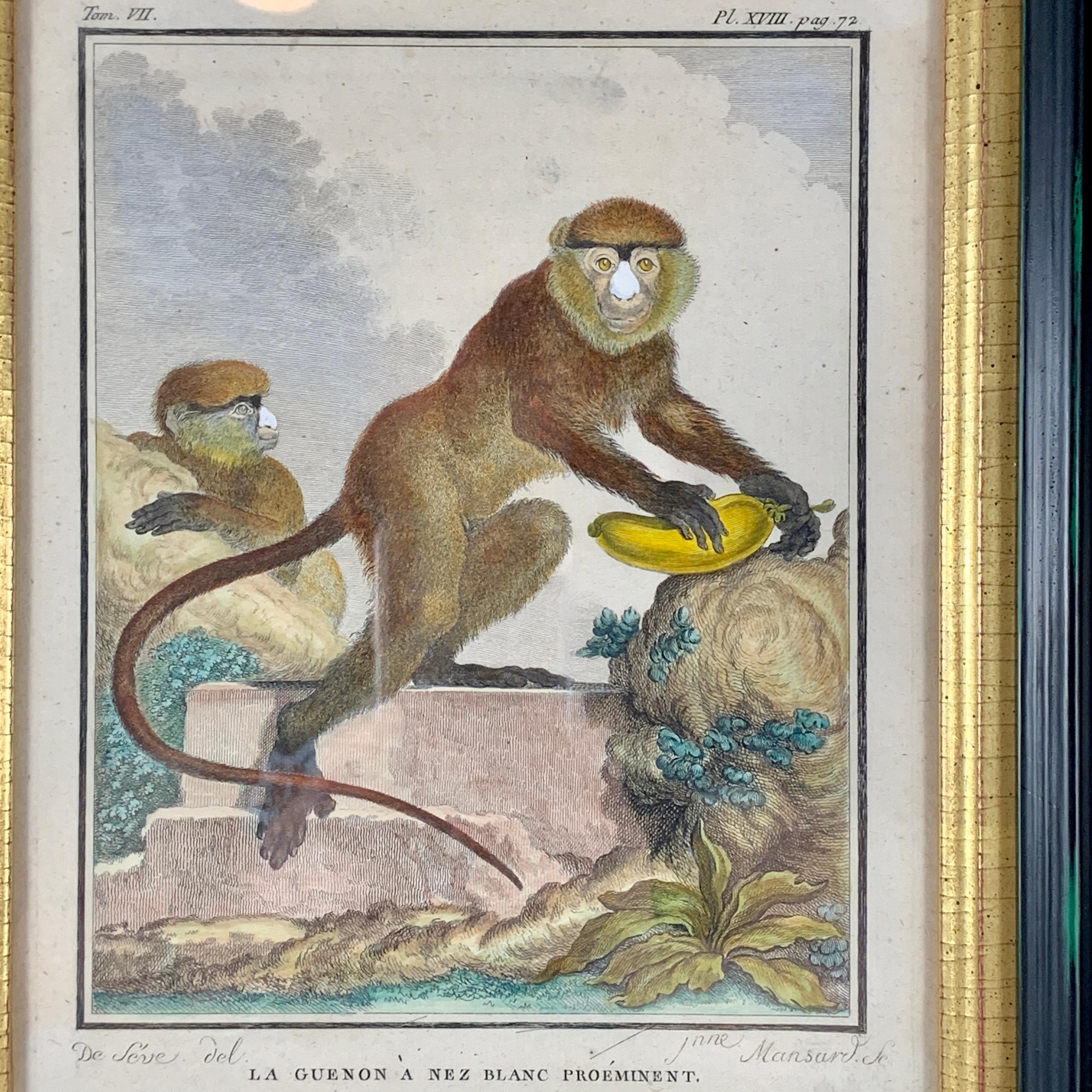 Assiette au singe magnifiquement encadrée de la série Buffon Comte de Quadrúpedes par Georges-Louis Leclerc, France - vers 1770.

Gravure sur cuivre, coloriée à la main, intitulée La Guenon a Nez Blanc Prominent, tirée de l'