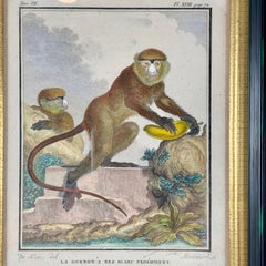 Framed 18th Century Comte de Buffon African Monkey French Engraving, La Guenon