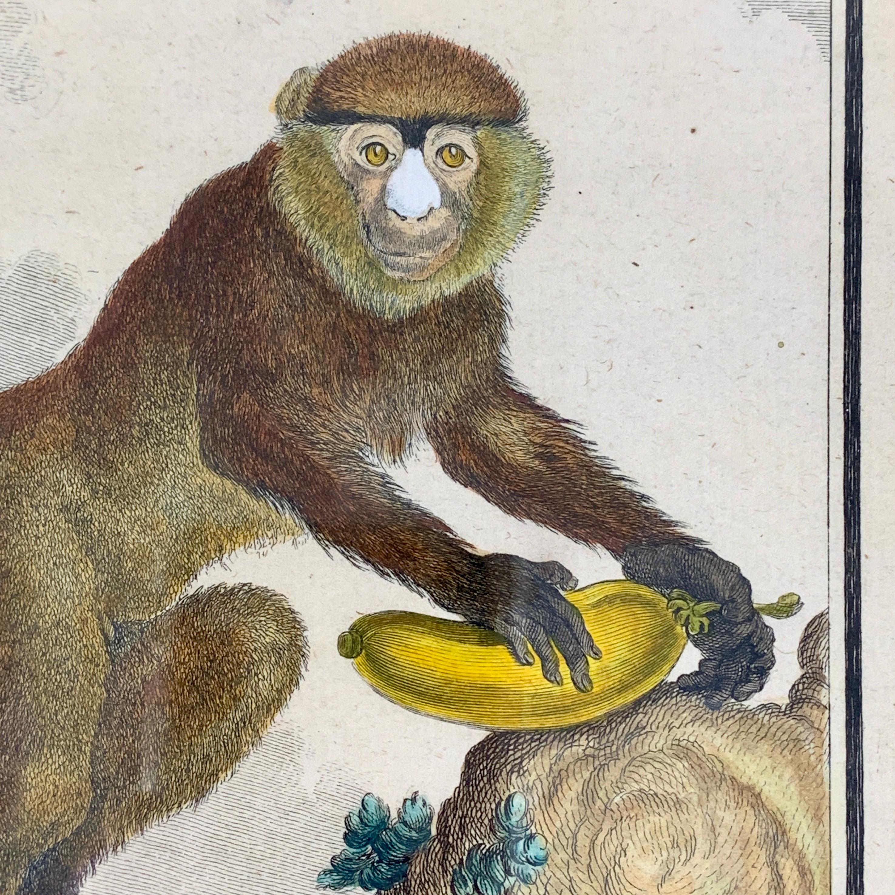 Gerahmte französische Gravur eines afrikanischen Affen aus Comte de Buffon aus dem 18. Jahrhundert, La Guenon (Louis XV.) im Angebot