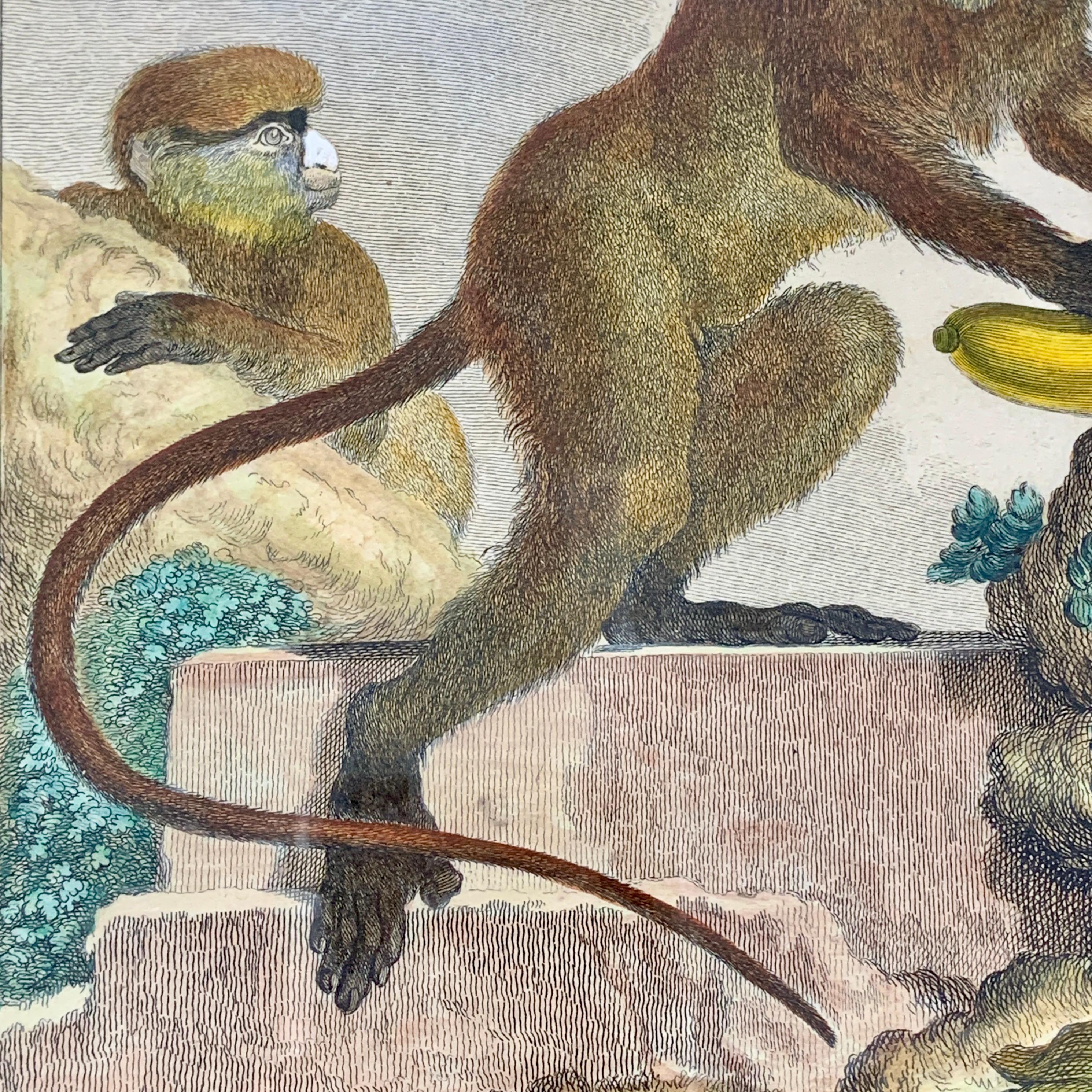 Français Gravure française d'un singe africain du 18ème siècle encadrée, La Guenon en vente