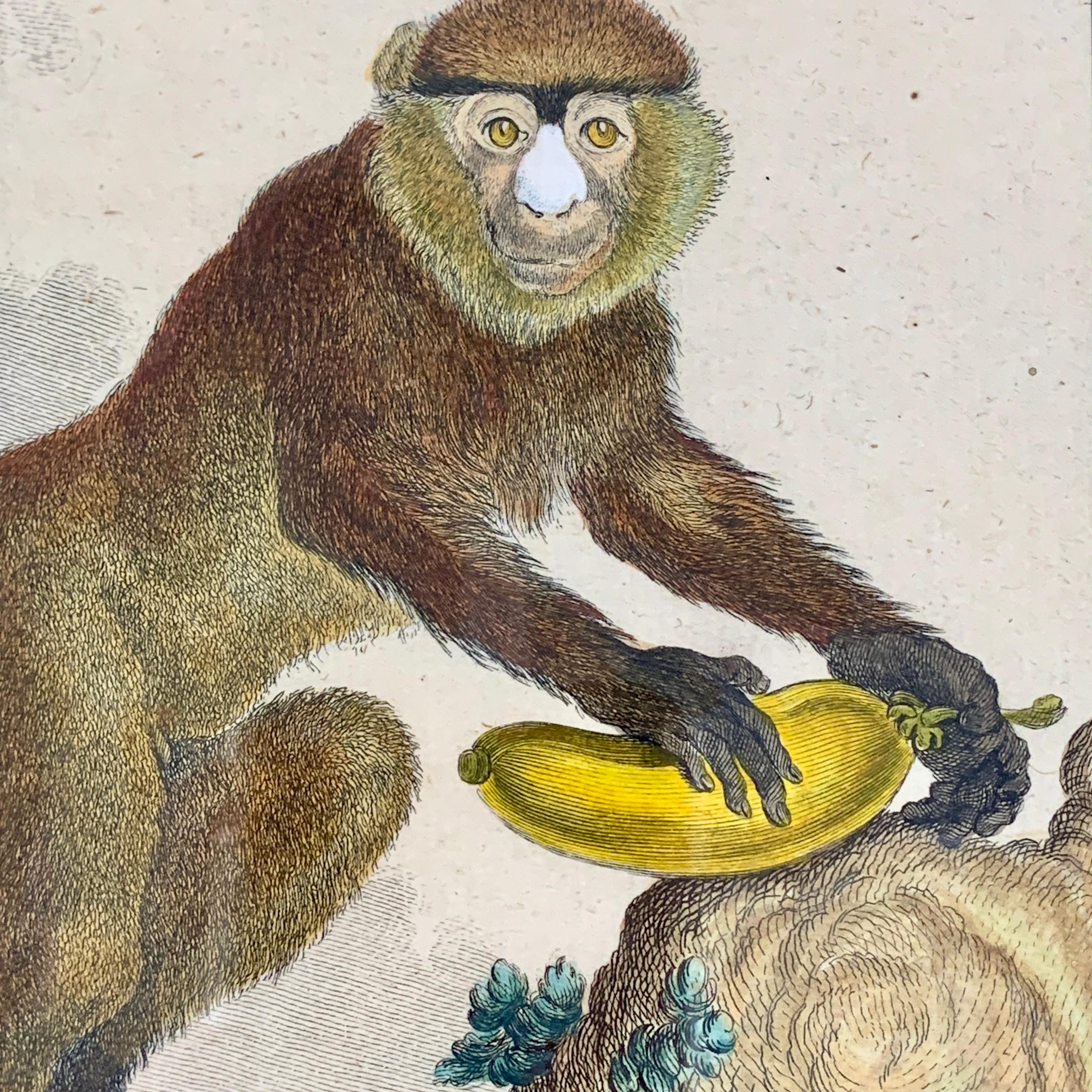 Louis XV Framed 18th Century Comte de Buffon African Monkey French Engraving, La Guenon For Sale