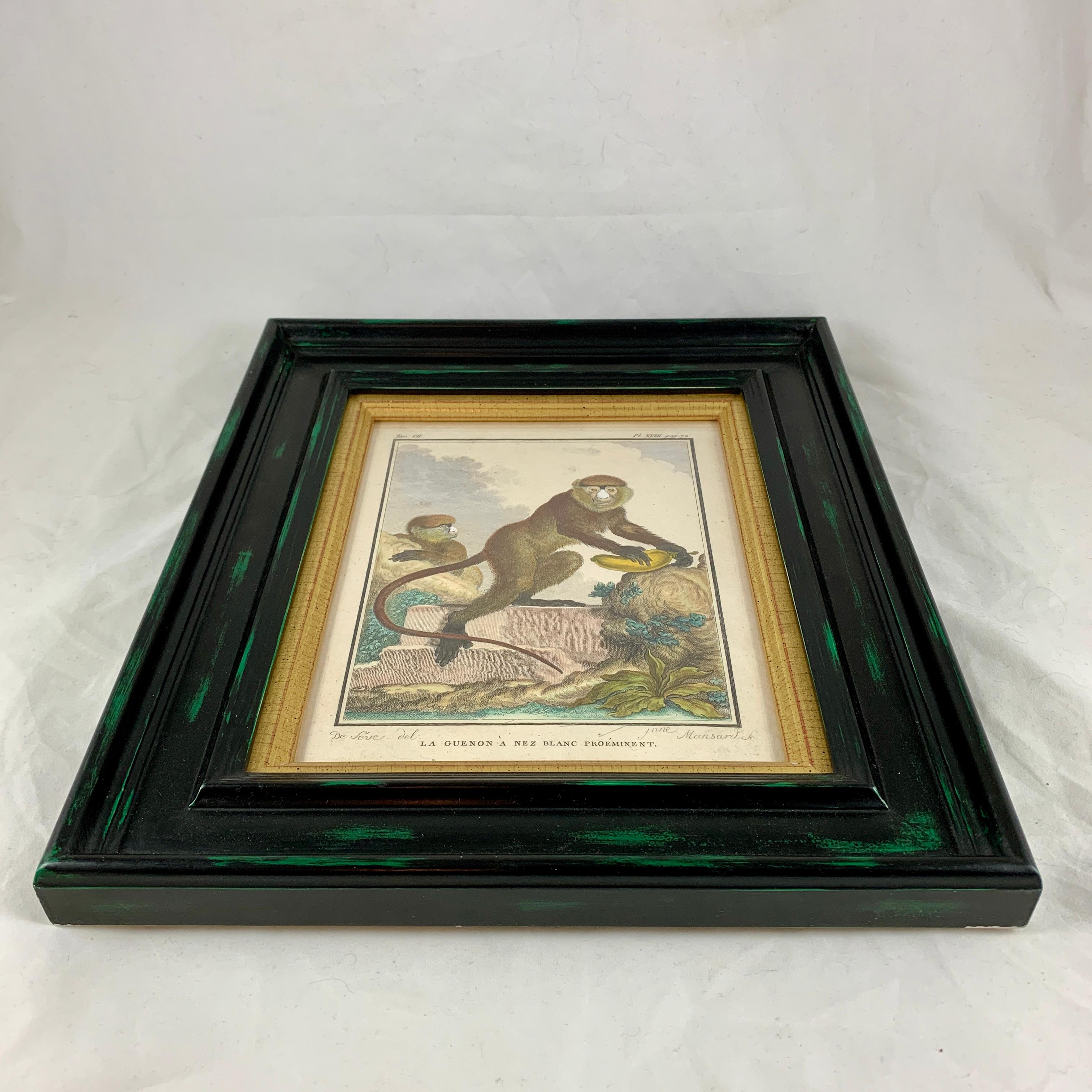 Hand-Painted Framed 18th Century Comte de Buffon African Monkey French Engraving, La Guenon For Sale