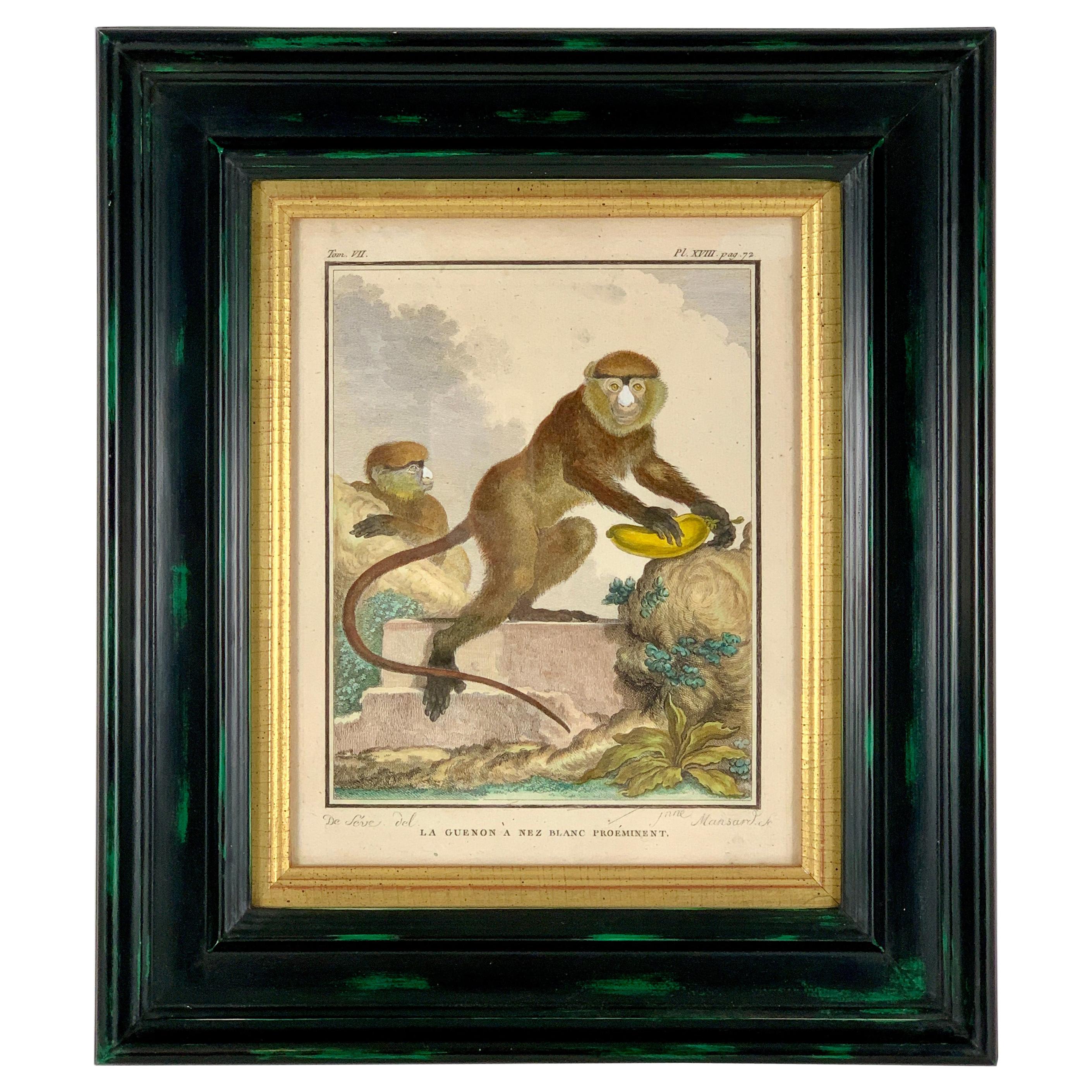 Framed 18th Century Comte de Buffon African Monkey French Engraving, La Guenon