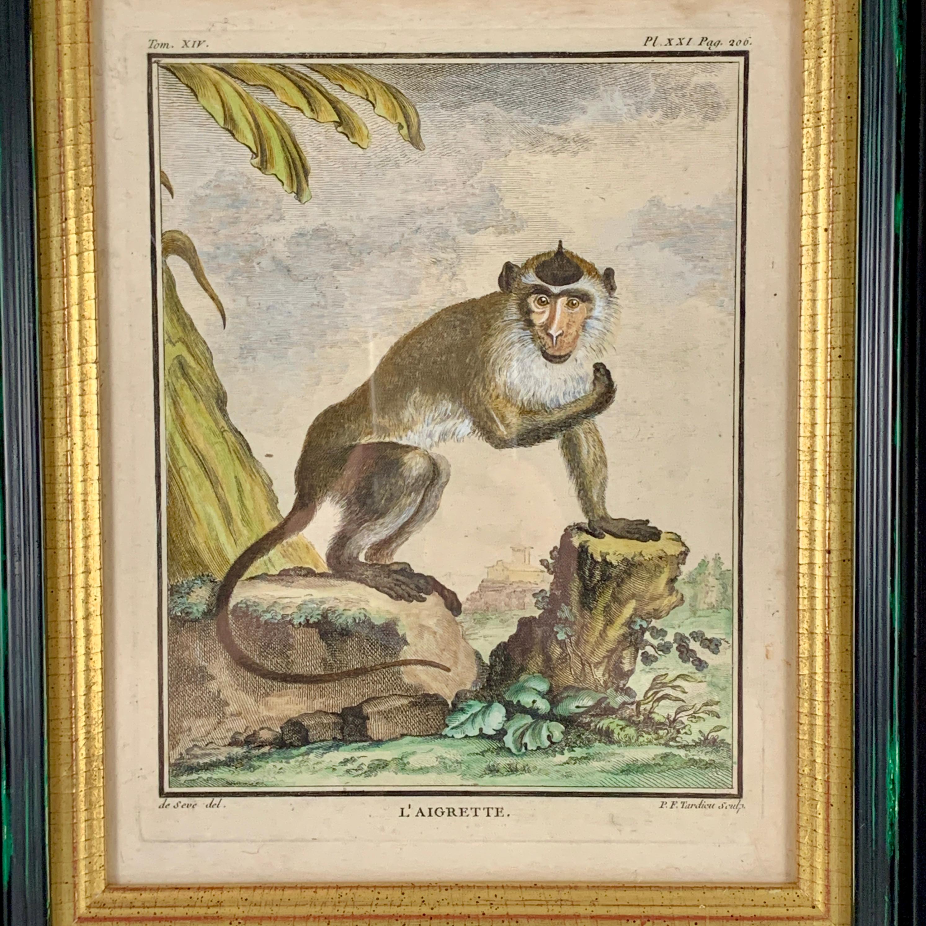 bafoon monkey