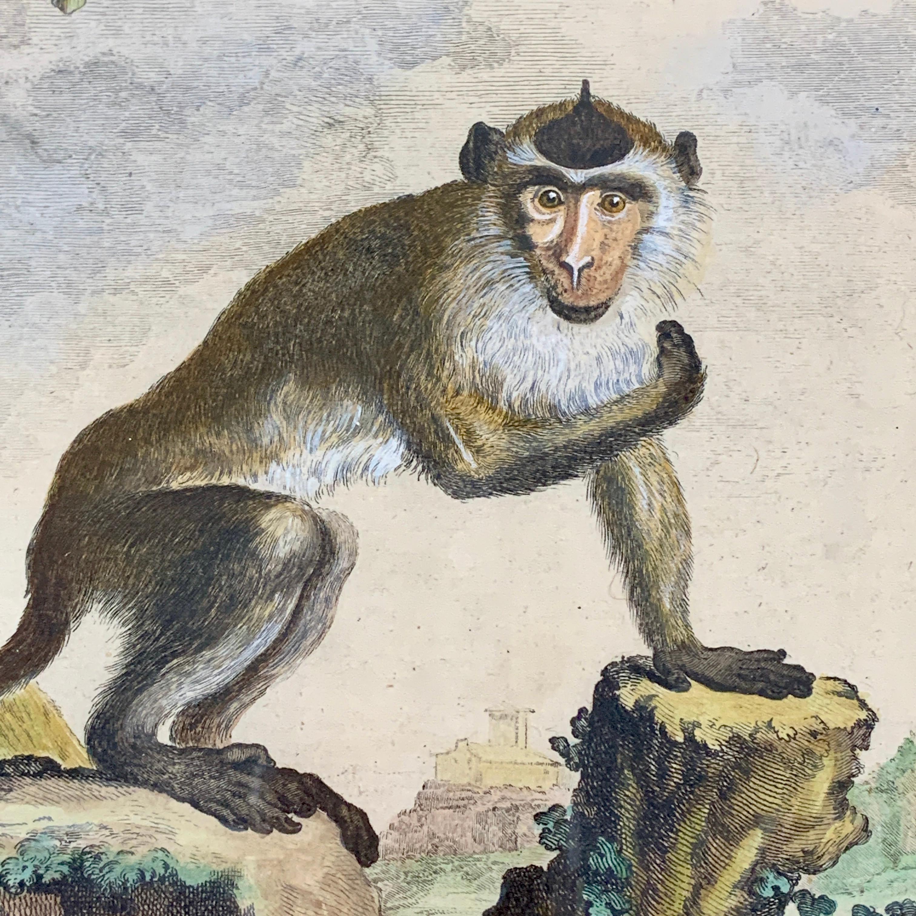 bafoon monkey