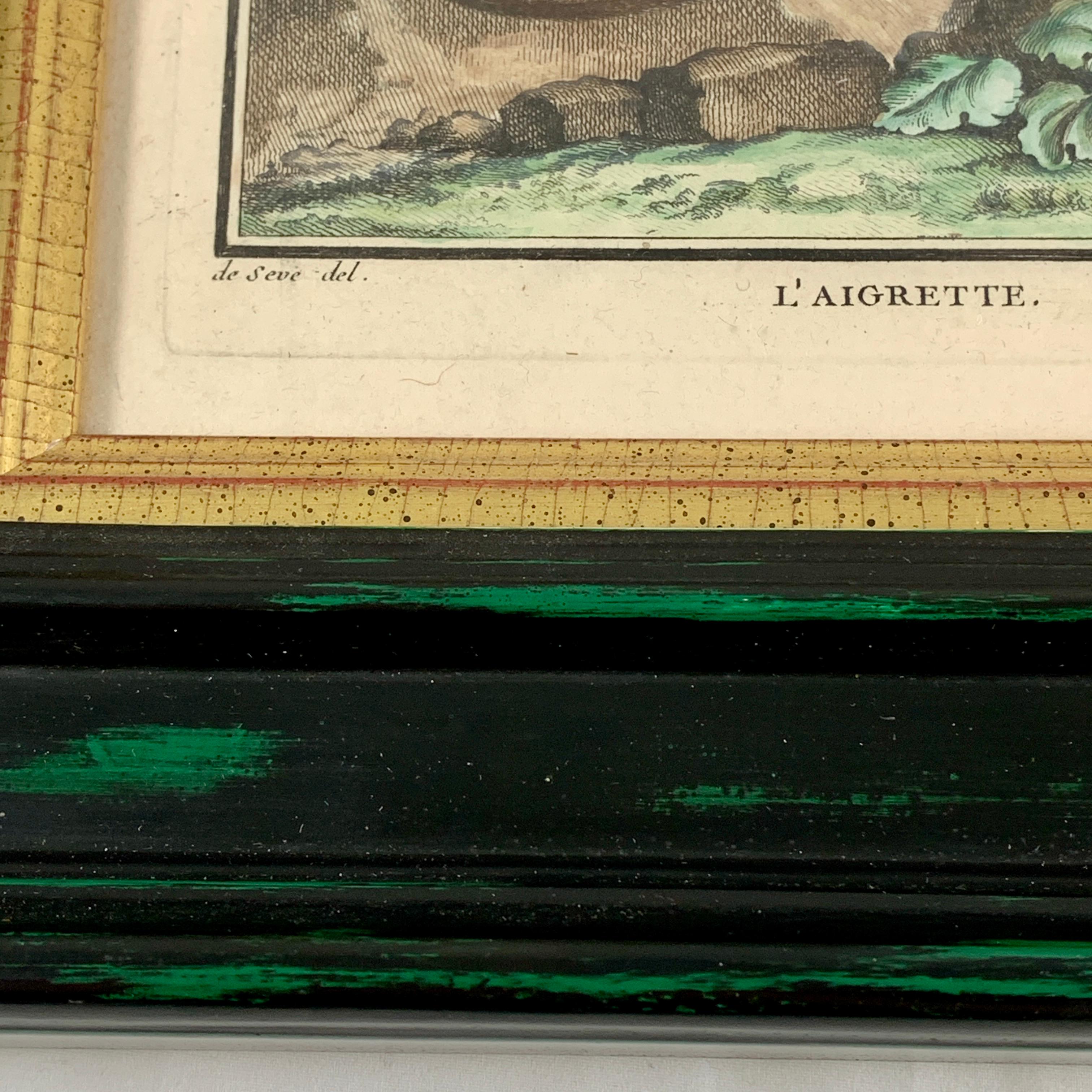Louis XV Framed 18th Century Comte de Buffon Indian Monkey French Engraving, L’Aigrette