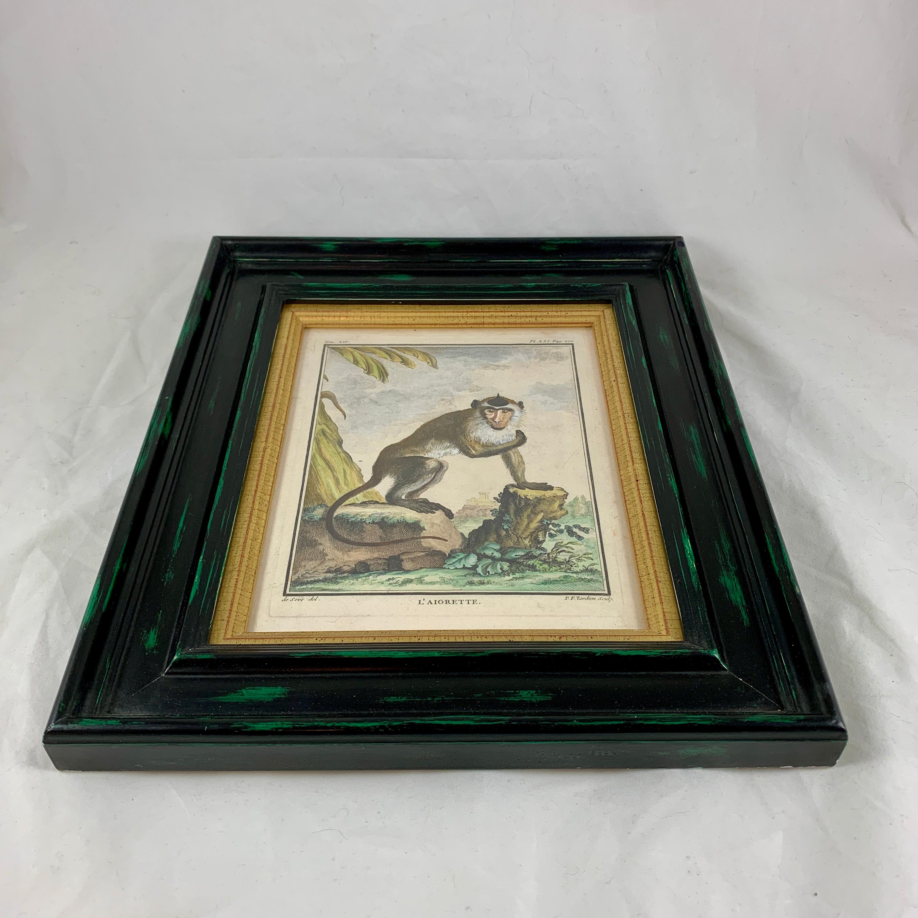 Framed 18th Century Comte de Buffon Indian Monkey French Engraving, L’Aigrette In Good Condition In Philadelphia, PA