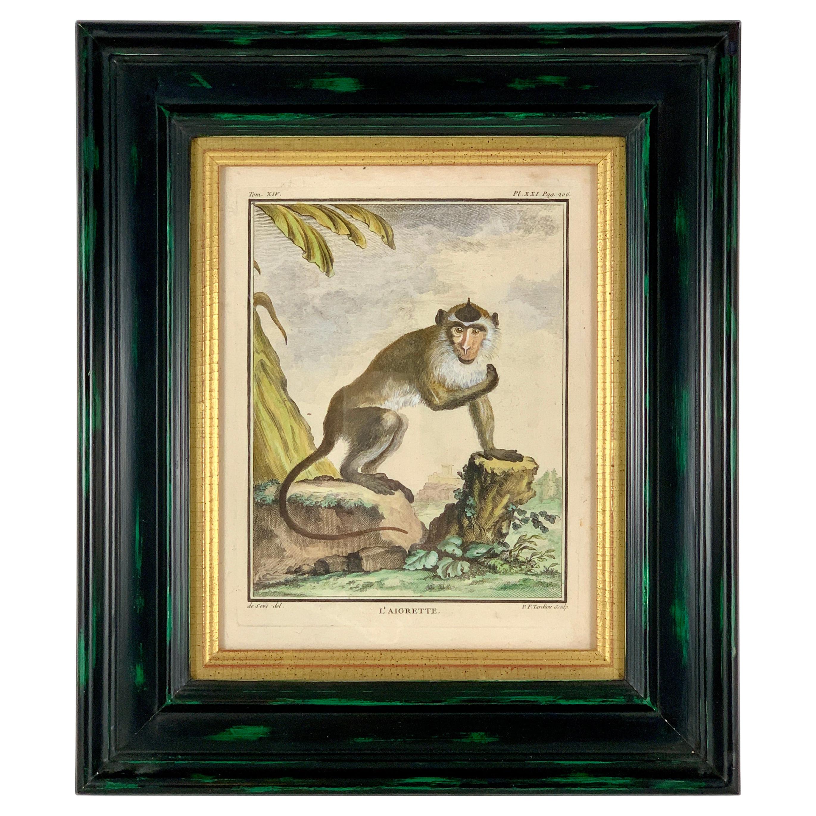 Framed 18th Century Comte de Buffon Indian Monkey French Engraving, L’Aigrette