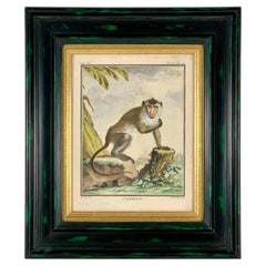 Gravure de singe indien en mousseline de soie encadrée du 18ème siècle, LAigrette