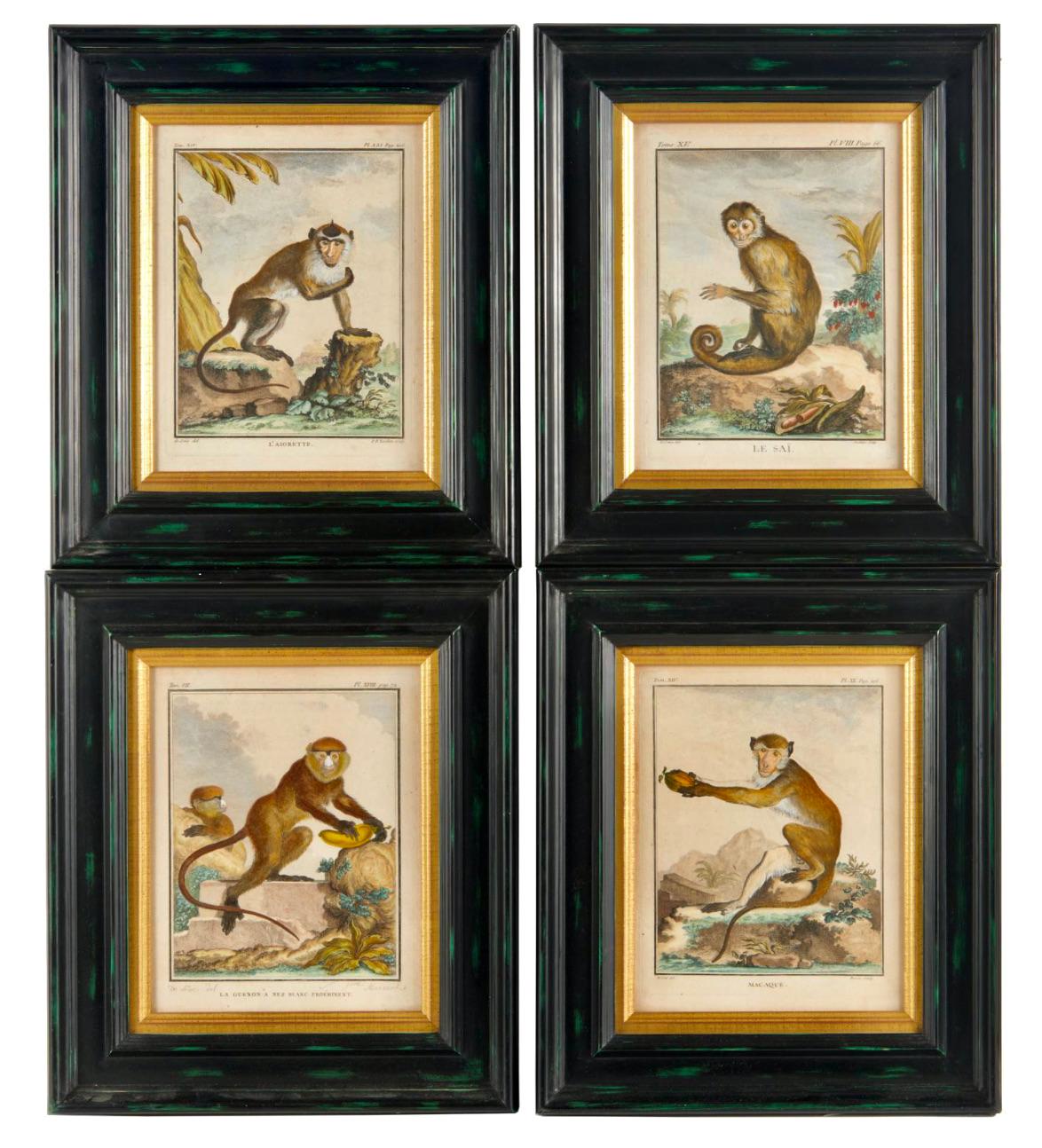 Encadré Comte de Buffon du 18ème siècle, gravure de singe du Vieux Monde français, Macaque 4