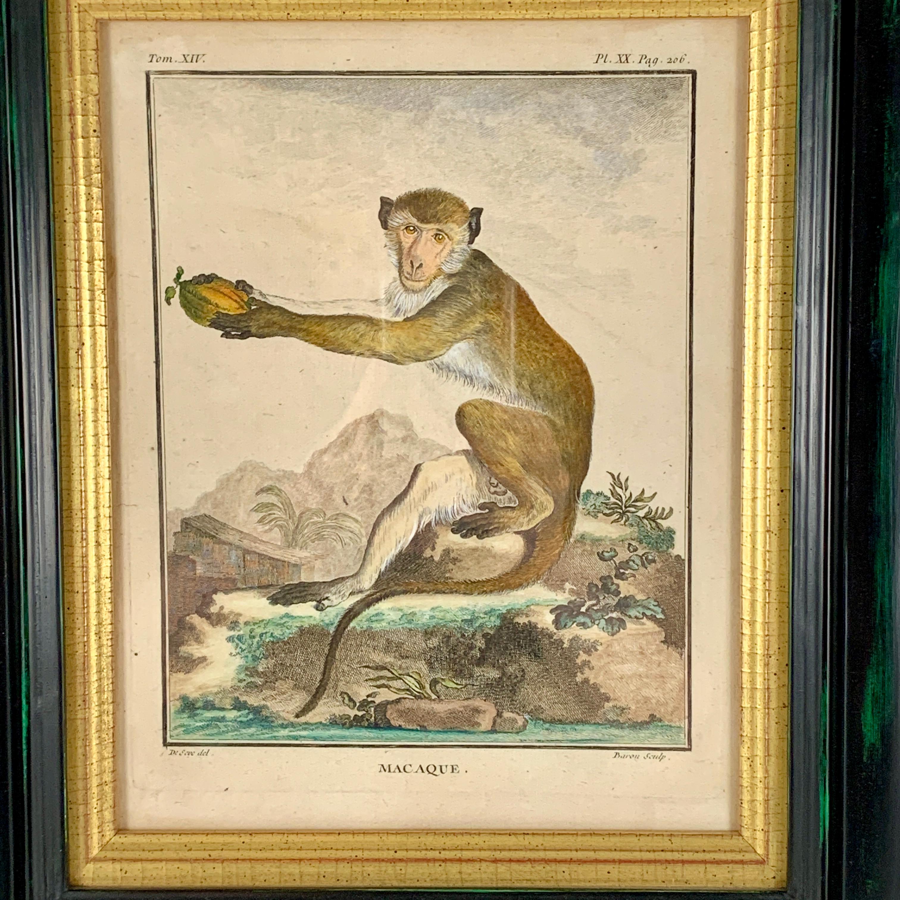 Assiette au singe magnifiquement encadrée de la série Buffon Comte de Quadrúpedes par Georges-Louis Leclerc, France - vers 1770.

Gravure sur cuivre, coloriée à la main, intitulée Macaque, tirée de l'