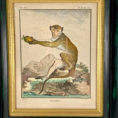 Framed 18th Century Comte de Buffon Old World Monkey French Engraving, Macaque