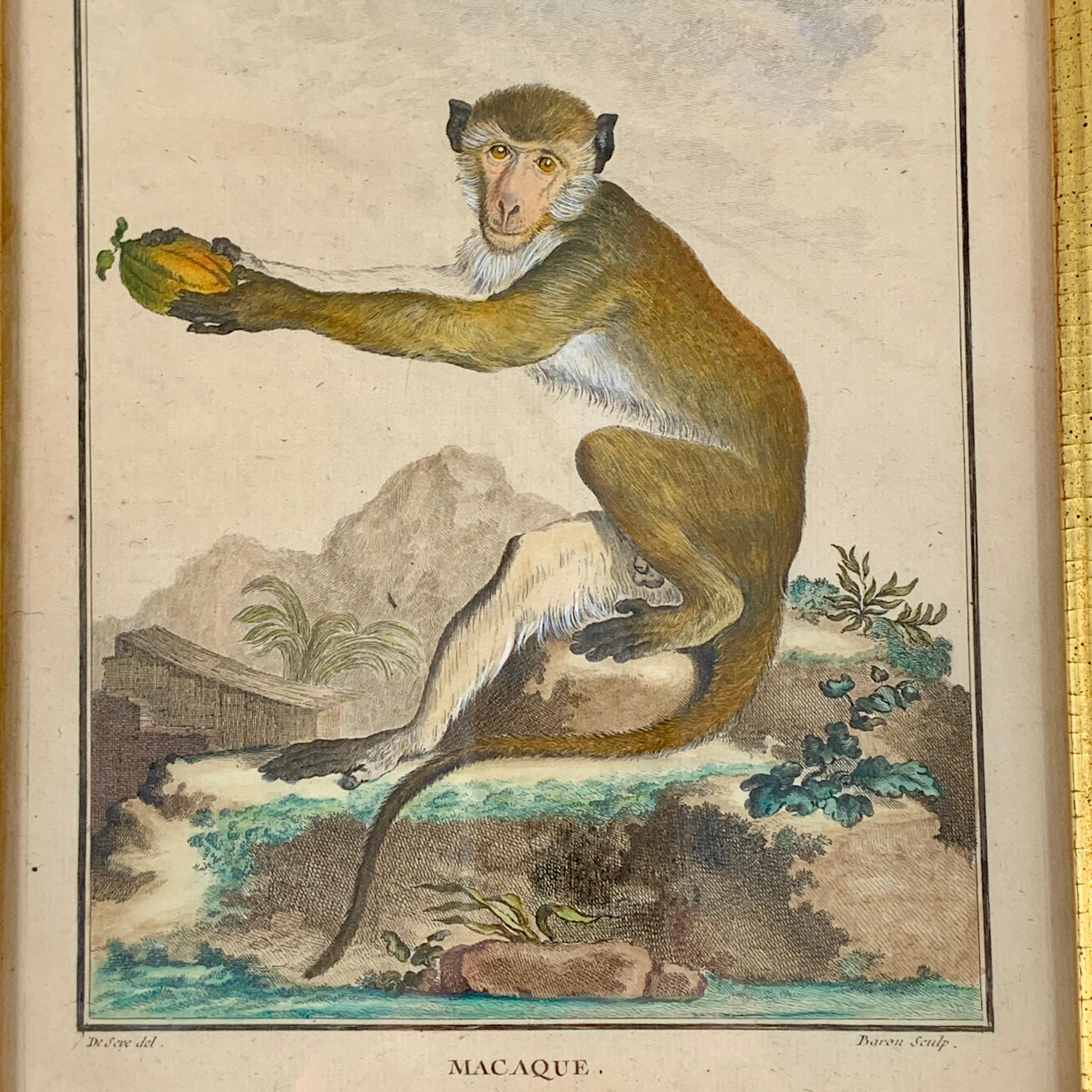 Gerahmte Comte de Buffon-Affengravur aus der Alten Welt, Macaque, 18. Jahrhundert (Louis XV.) im Angebot