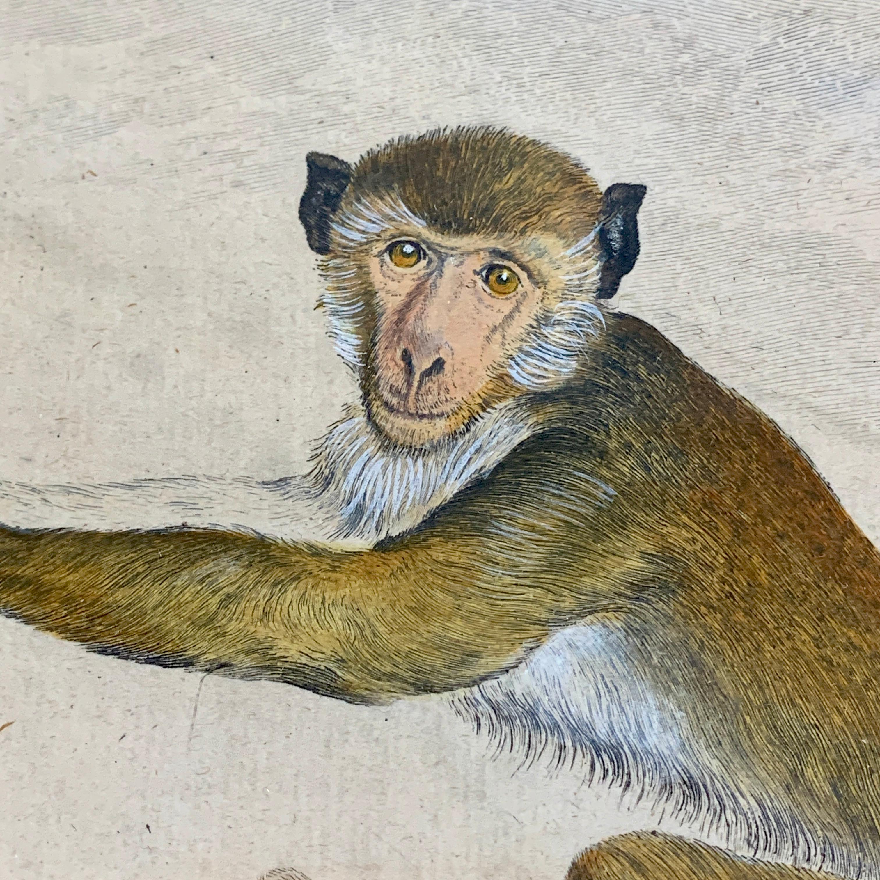 Français Encadré Comte de Buffon du 18ème siècle, gravure de singe du Vieux Monde français, Macaque en vente