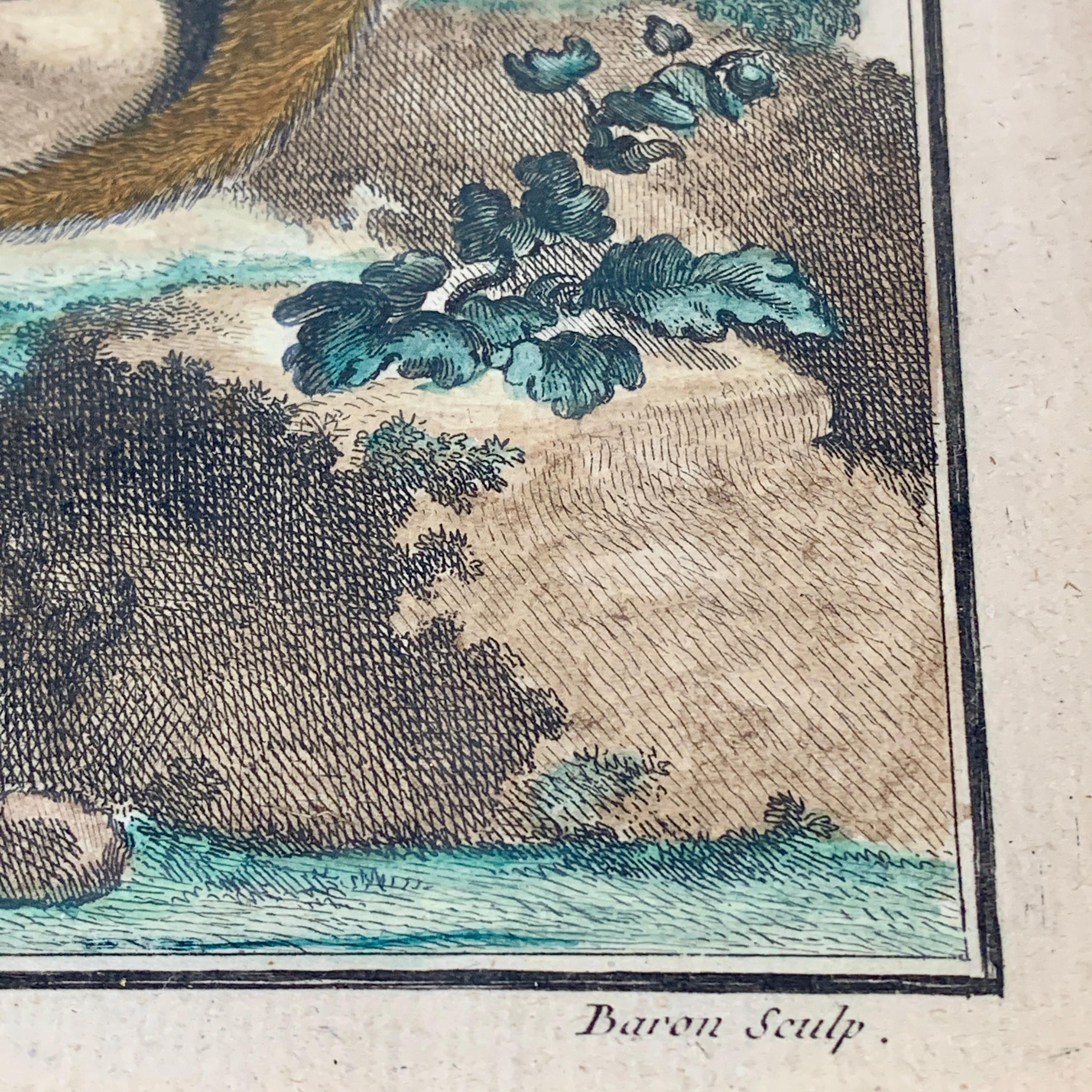 Encadré Comte de Buffon du 18ème siècle, gravure de singe du Vieux Monde français, Macaque Bon état - En vente à Philadelphia, PA