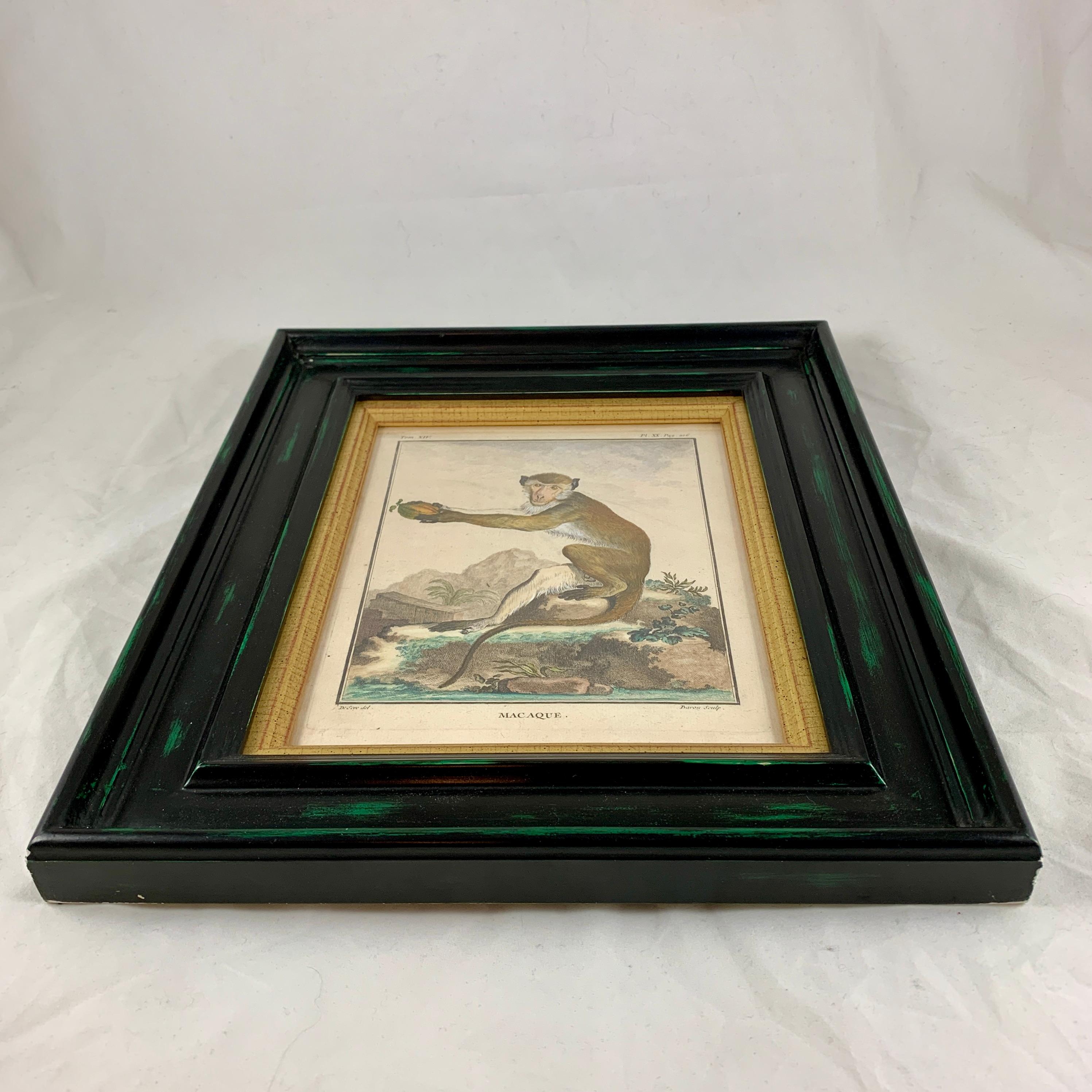 Hand-Painted Framed 18th Century Comte de Buffon Old World Monkey French Engraving, Macaque For Sale