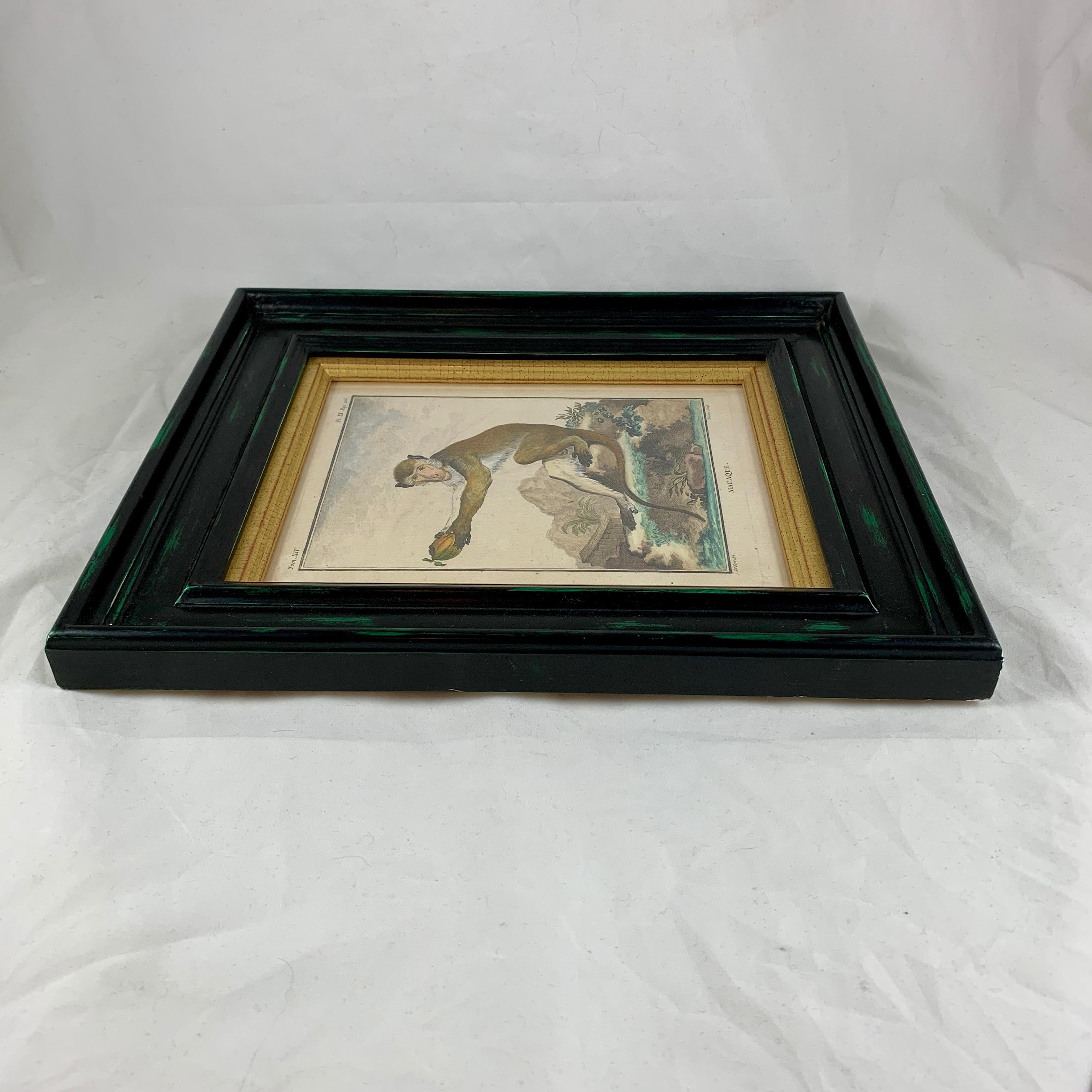 Framed 18th Century Comte de Buffon Old World Monkey French Engraving, Macaque In Good Condition For Sale In Philadelphia, PA
