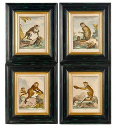 Framed 18th Century Comte de Buffon Squirrel Monkey French Engraving, Le Saï