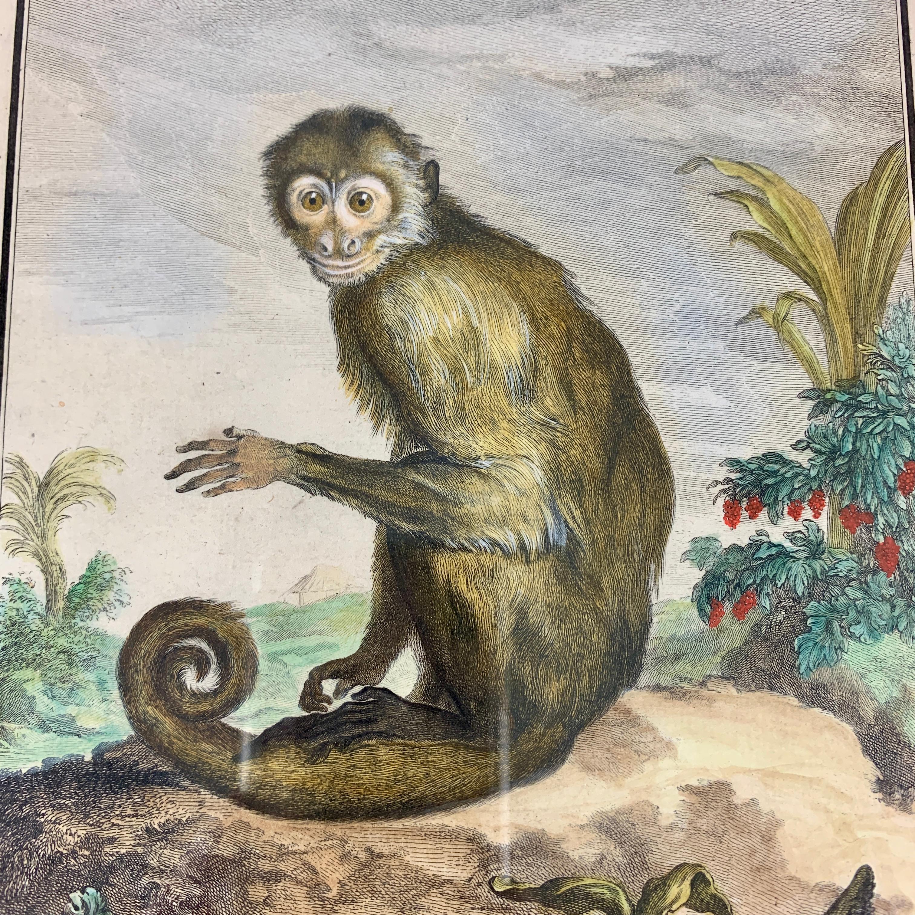 monkey buffoon
