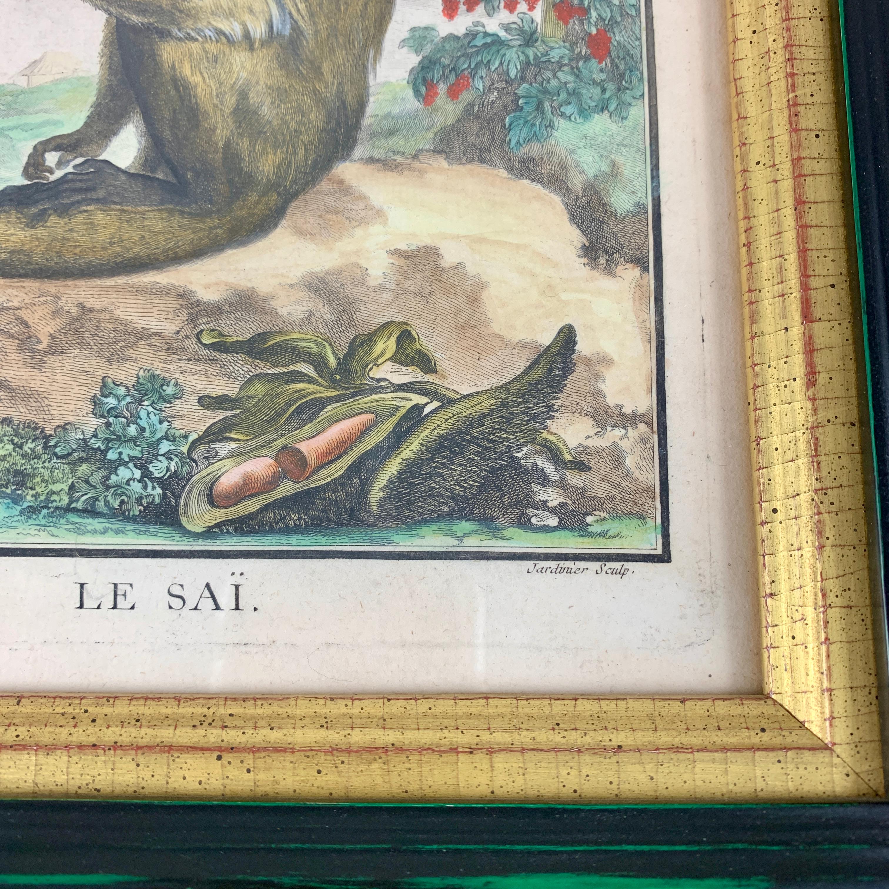 Hand-Painted Framed 18th Century Comte de Buffon Squirrel Monkey French Engraving, Le Saï