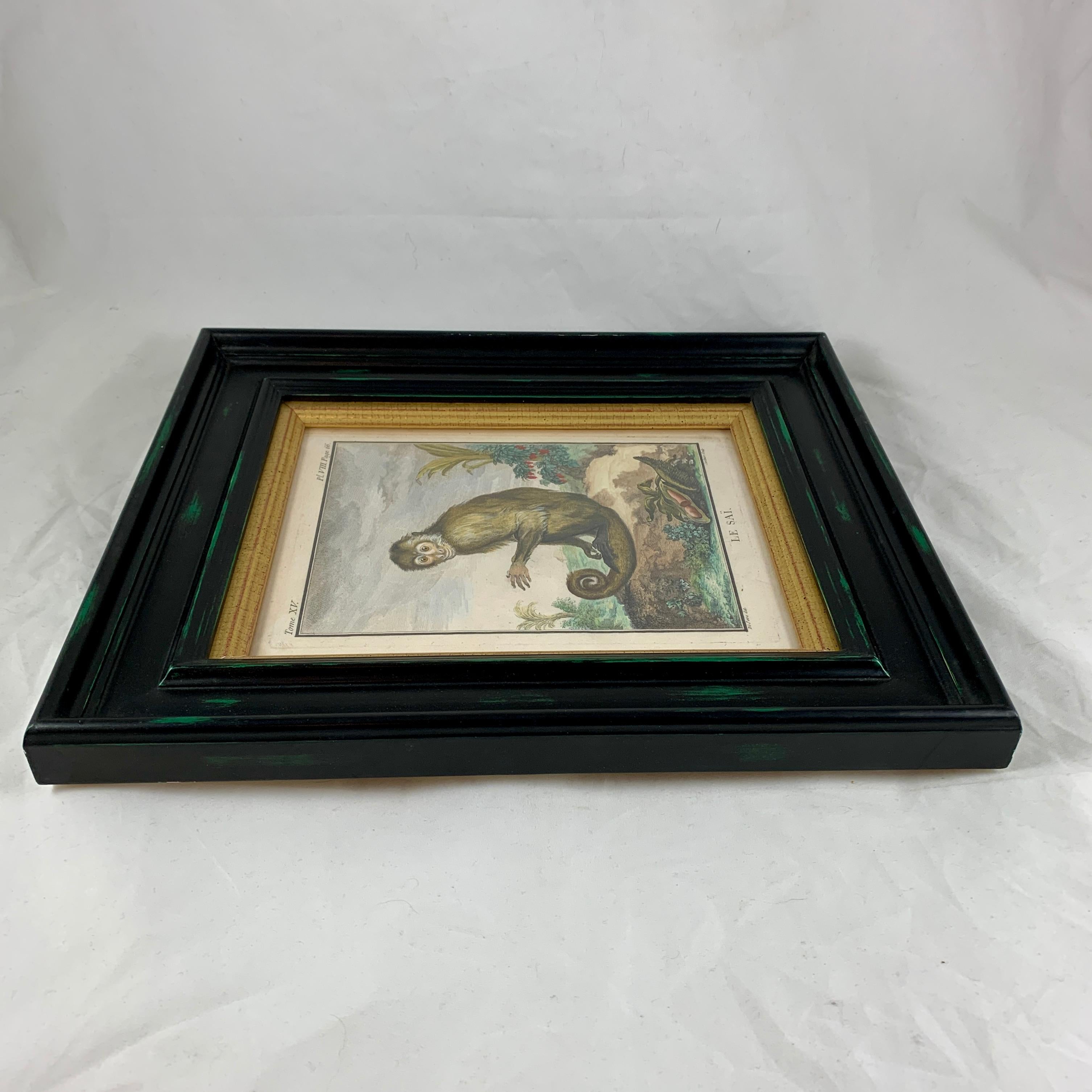 Wood Framed 18th Century Comte de Buffon Squirrel Monkey French Engraving, Le Saï