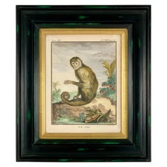 Framed 18th Century Comte de Buffon Squirrel Monkey French Engraving, Le Saï