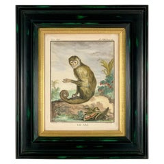 Antique Framed 18th Century Comte de Buffon Squirrel Monkey French Engraving, Le Saï