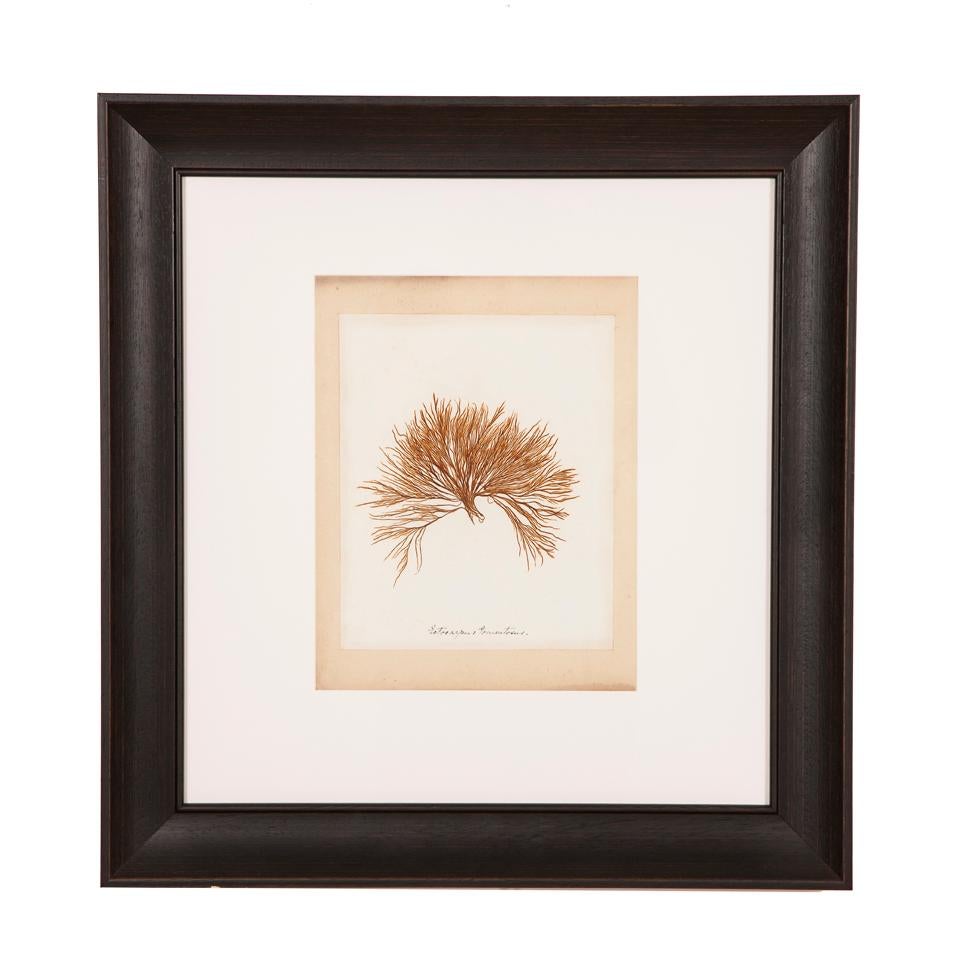 Framed, 19th Century Original Pressed Seaweed In Good Condition For Sale In London, GB