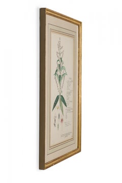 Dibujo botánico en acuarela del siglo XIX de Aloysia citriodora