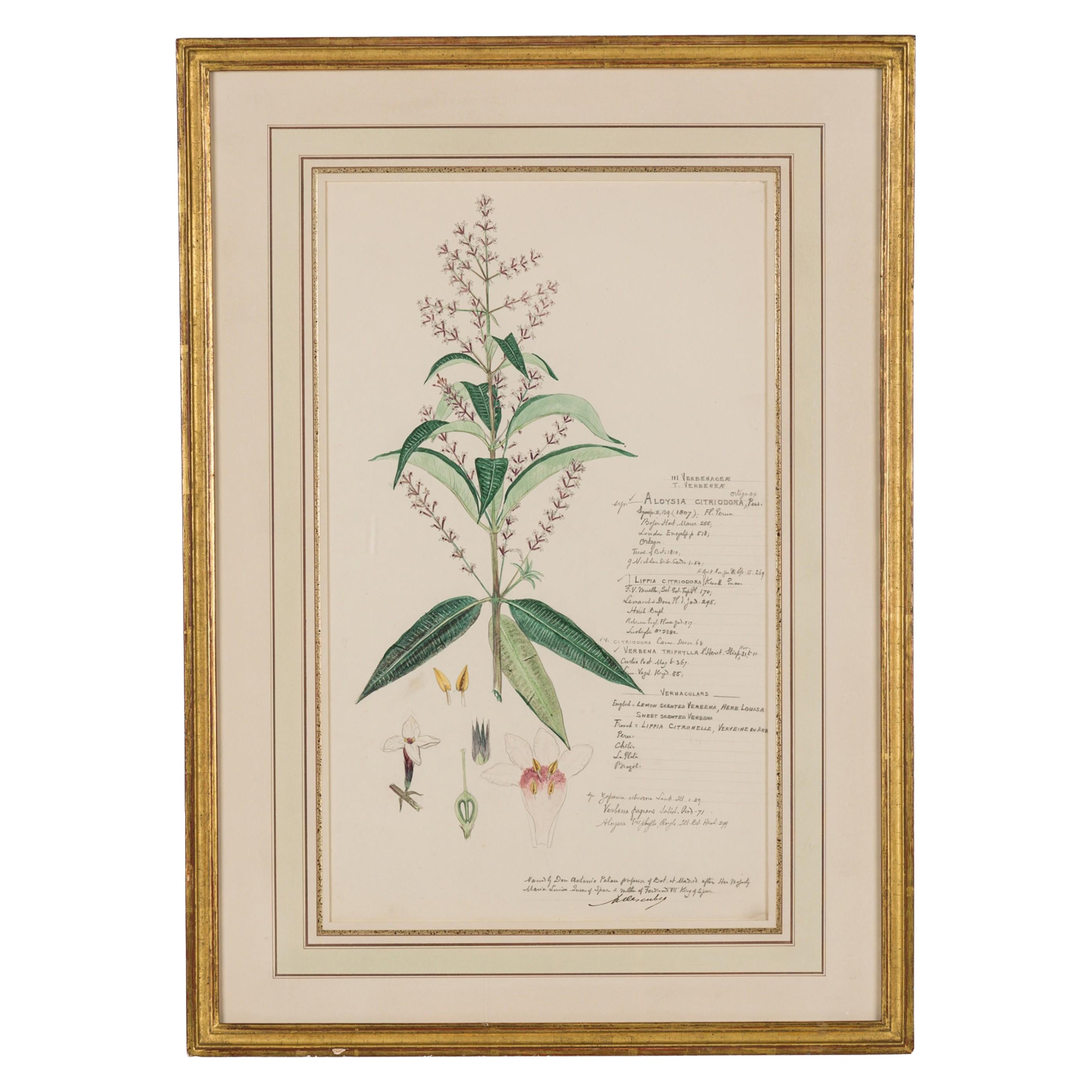 Framed American Victorian 19th Century Botanical Drawing, "Aloysia Citriodora"