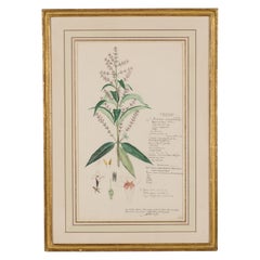 Framed American Victorian 19th Century Botanical Drawing, "Aloysia Citriodora"