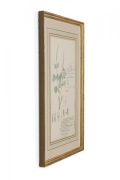 Framed American Victorian 19th Century Botanical Drawing, "Bouchea Marrubifolia"