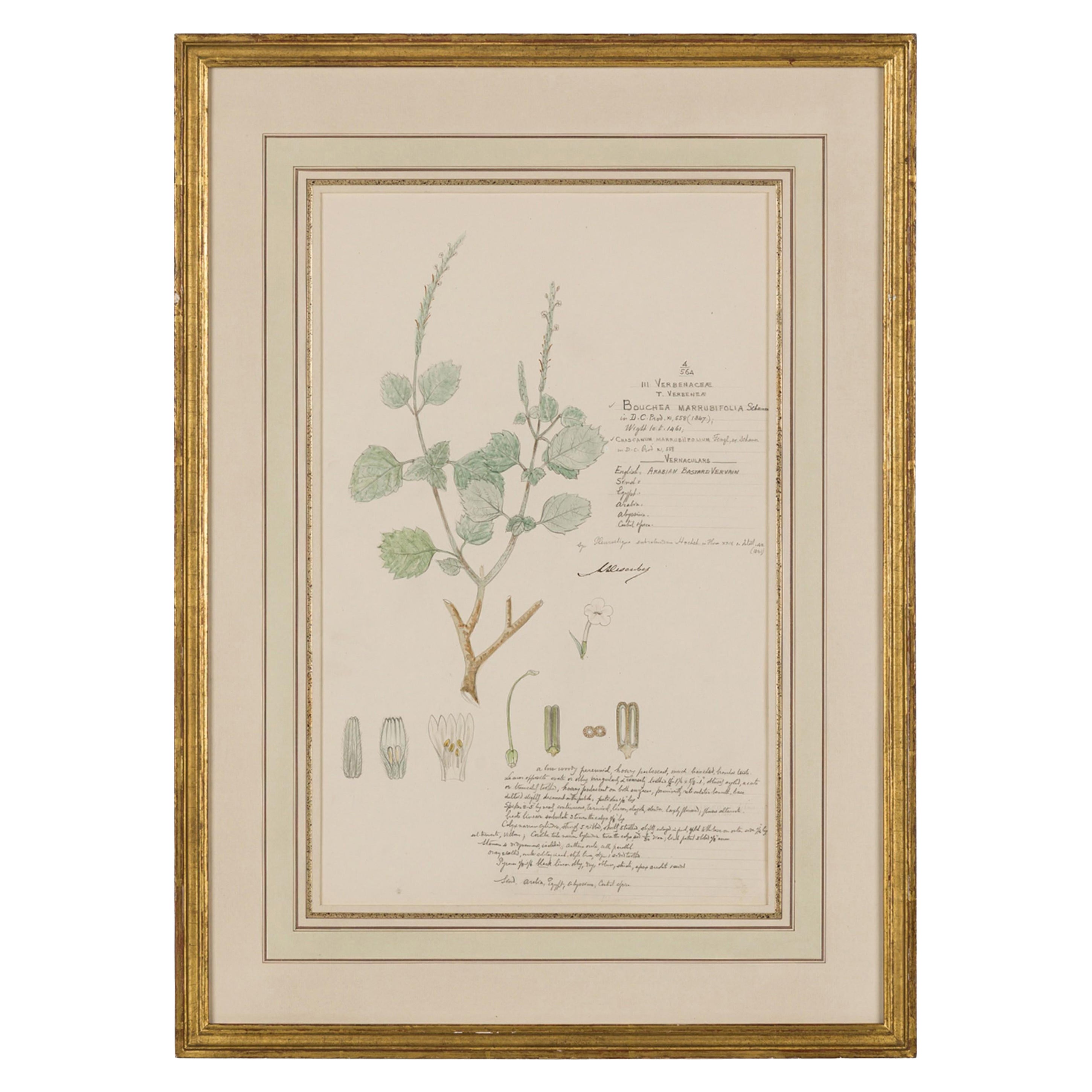 Framed American Victorian 19th Century Botanical Drawing, "Bouchea Marrubifolia"