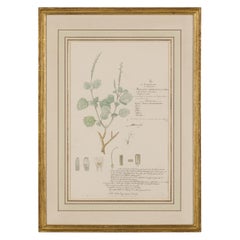 Framed American Victorian 19th Century Botanical Drawing, "Bouchea Marrubifolia"