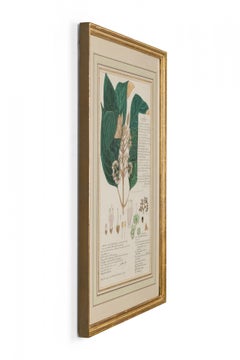 Framed American Victorian 19th Century Botanical Drawing, "Callicarpa Lanata"
