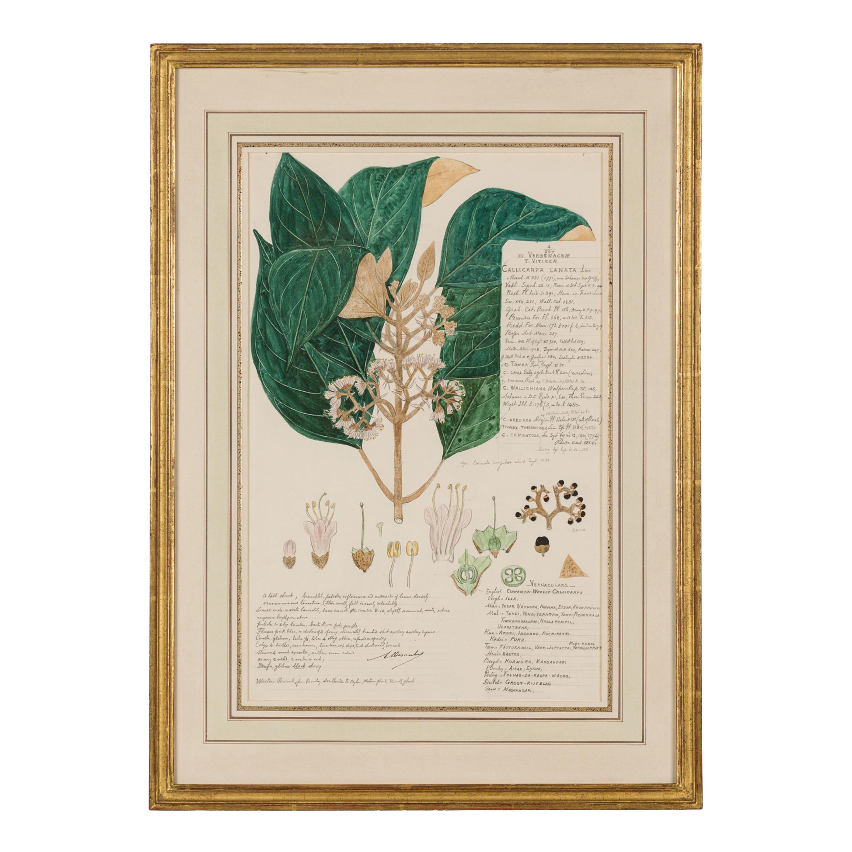 Framed American Victorian 19th Century Botanical Drawing, "Callicarpa Lanata"