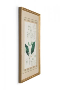 Framed American Victorian 19th Century Botanical Drawing, "Dianthera Wallichii"