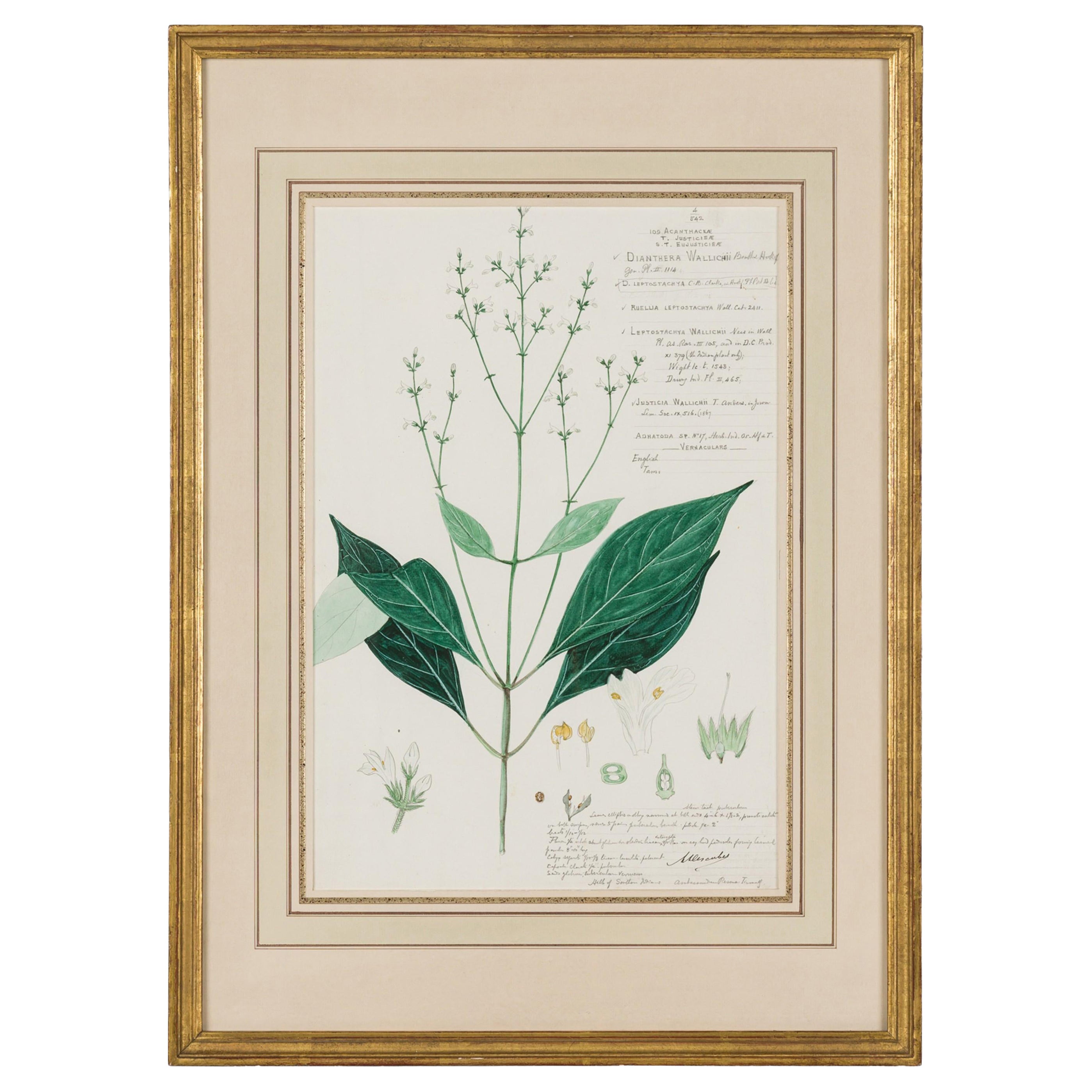 Framed American Victorian 19th Century Botanical Drawing, "Dianthera Wallichii"