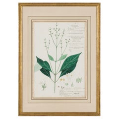 Framed American Victorian 19th Century Botanical Drawing, "Dianthera Wallichii"