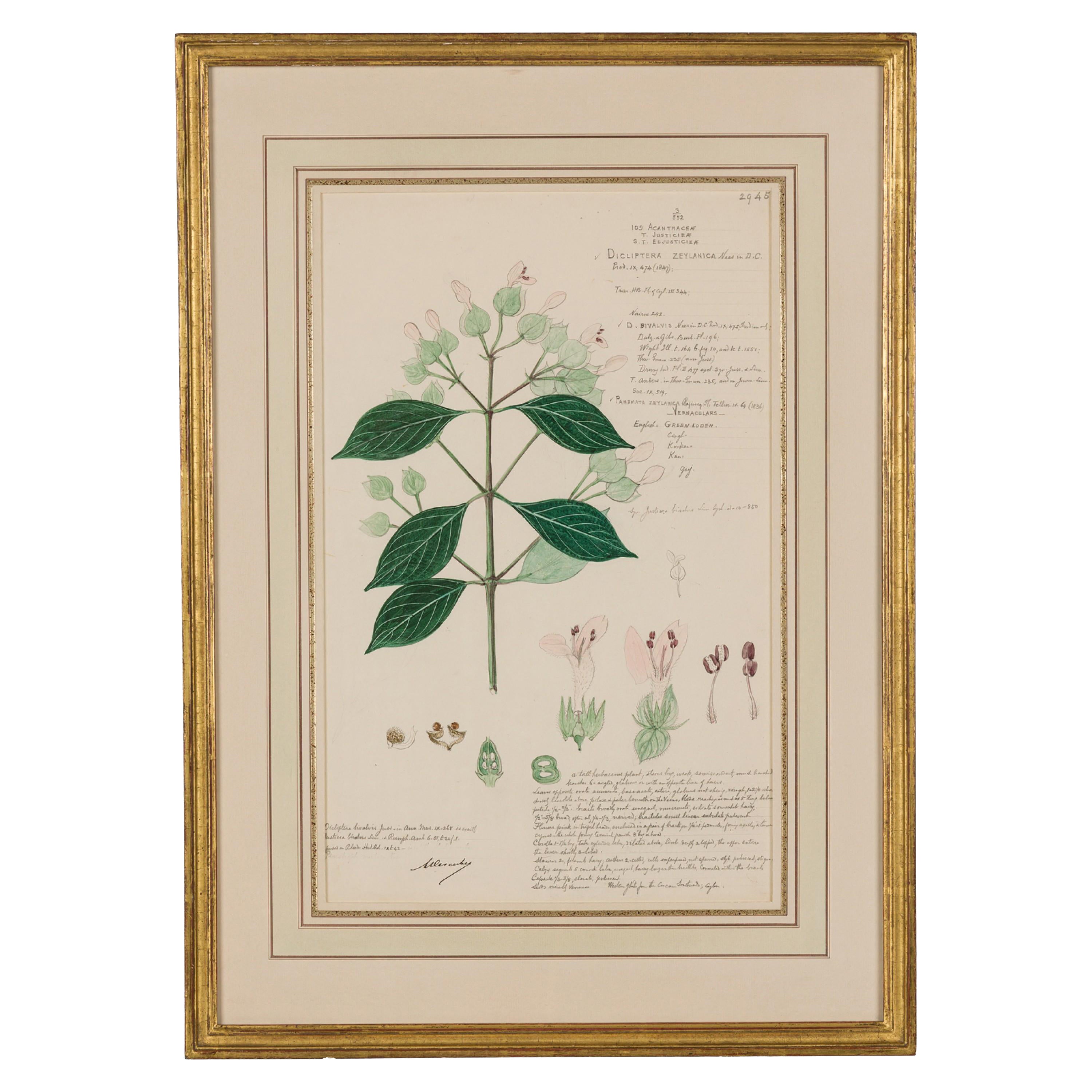 Framed American Victorian 19th Century Botanical Drawing, "Dicliptera Zeylanica"