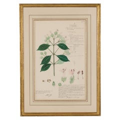 Framed American Victorian 19th Century Botanical Drawing, "Dicliptera Zeylanica"