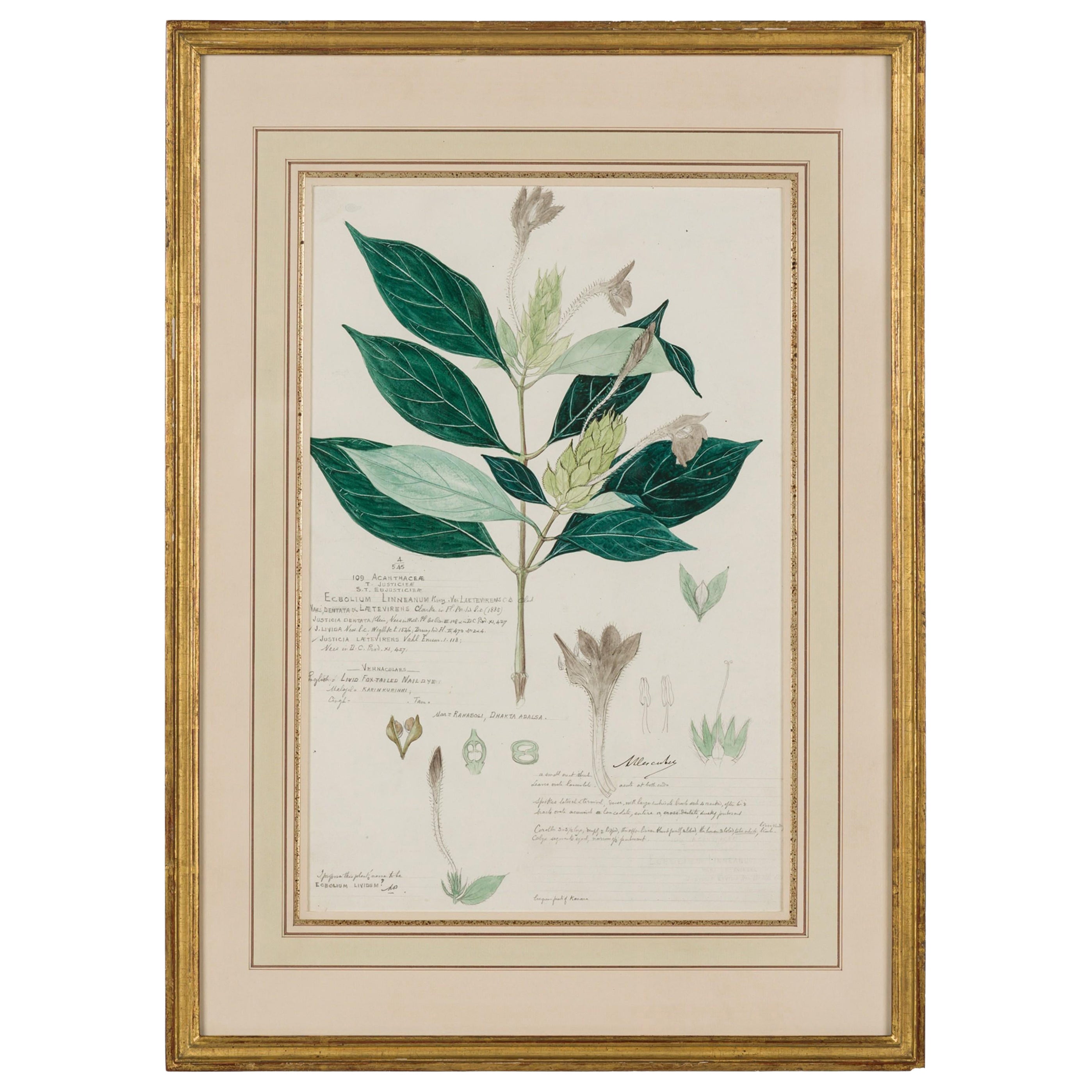 Framed American Victorian 19th Century Botanical Drawing, "Ecbolium Linneanum"