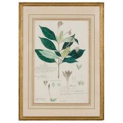 Framed American Victorian 19th Century Botanical Drawing, "Ecbolium Linneanum"