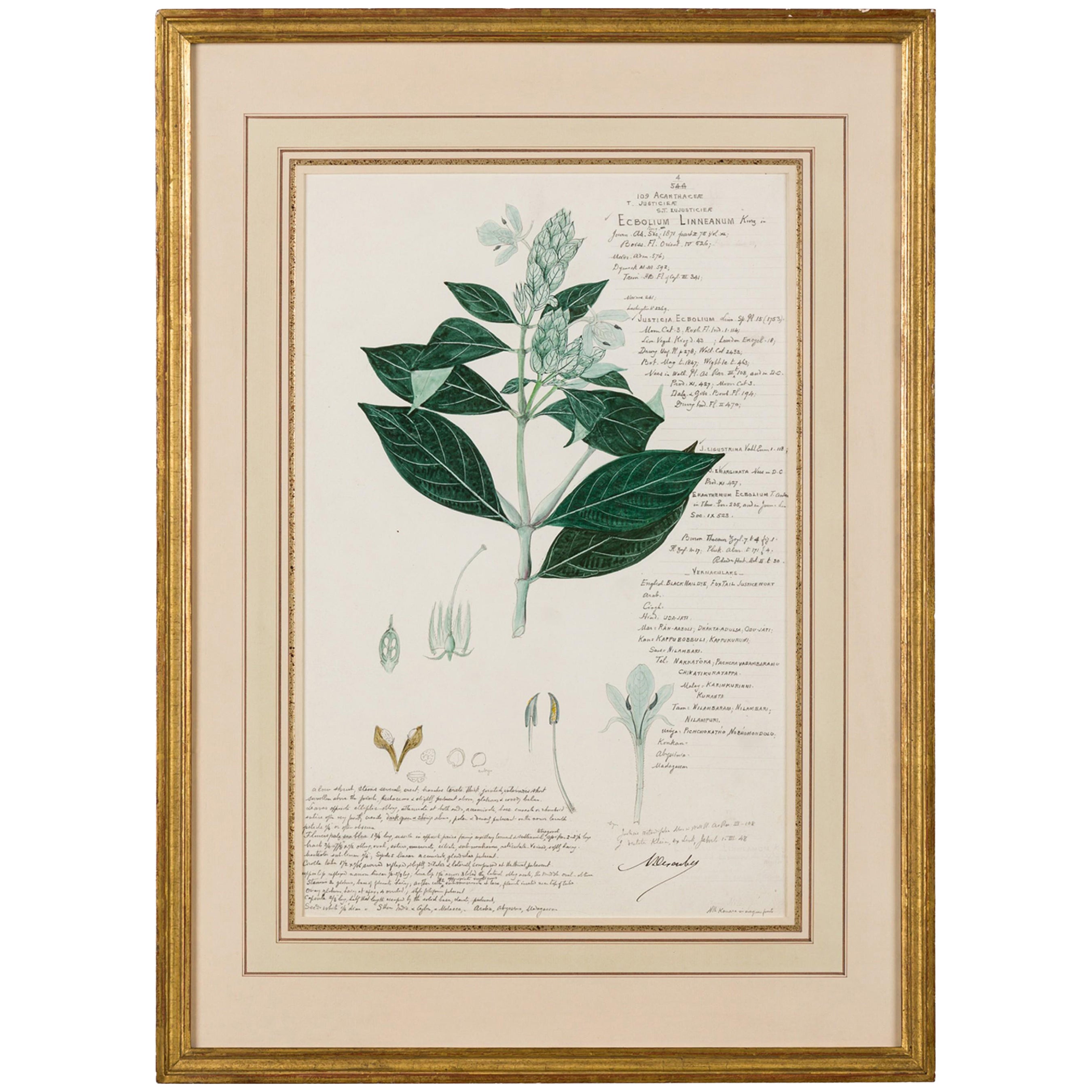 Framed American Victorian 19th Century Botanical Drawing, "Ecbolium Linneanum"