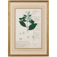 Framed American Victorian 19th Century Botanical Drawing, "Ecbolium Linneanum"