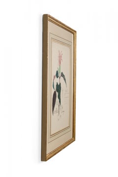 Framed American Victorian 19th Century Botanical Drawing, "Graptophyllum Earlii"