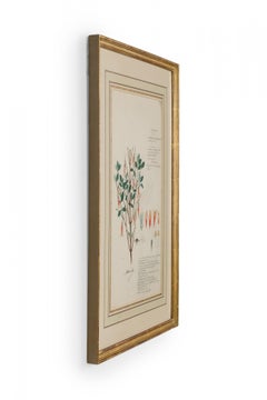 Framed American Victorian 19th Century Botanical Drawing, "Jacobinia Pauciflora"